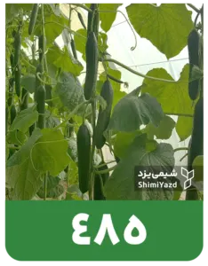 محصول ۴۸۵ شیمی یزد