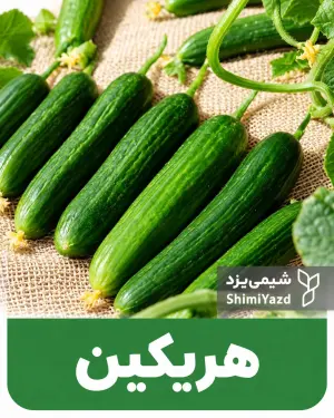 بذر خیار هریکین شیمی یزد
