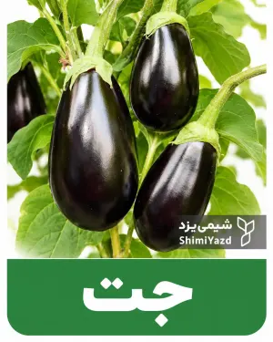 بذر بادمجان جت شیمی یزد