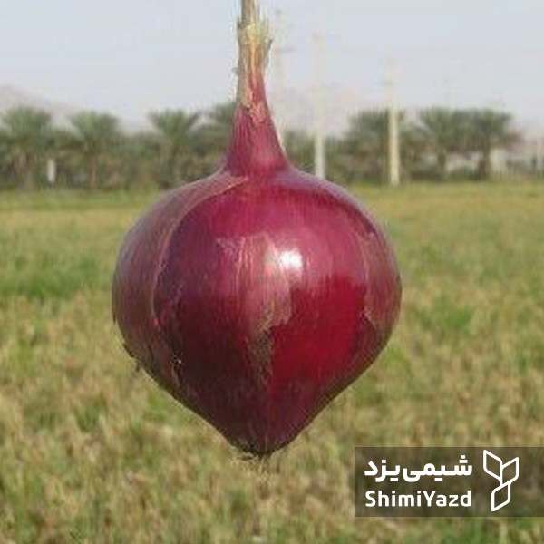 بذر پیاز آذرگون