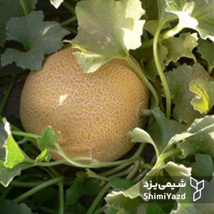 ariana-mellon