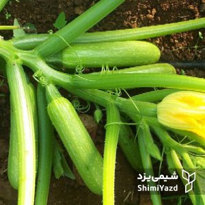 ezra-squash