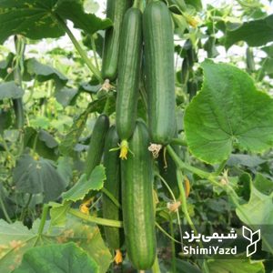shahab-cucumber