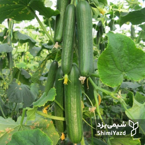 بذر خیار شهاب