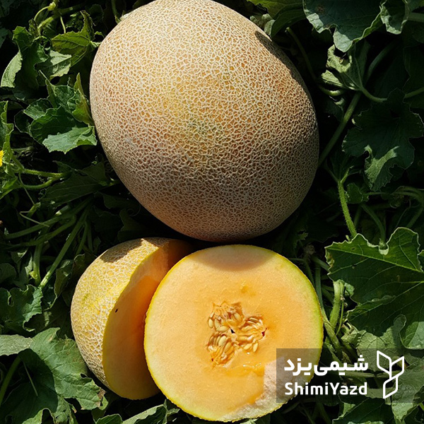 بذر ملون روبینا