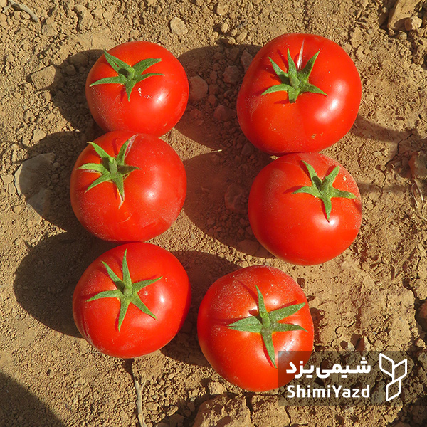 بذر گوجه فرنگی ارند