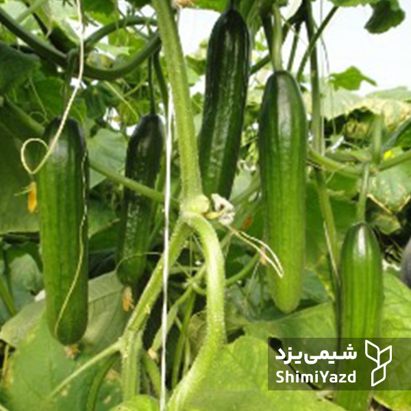 بذر خیار هیمالیا