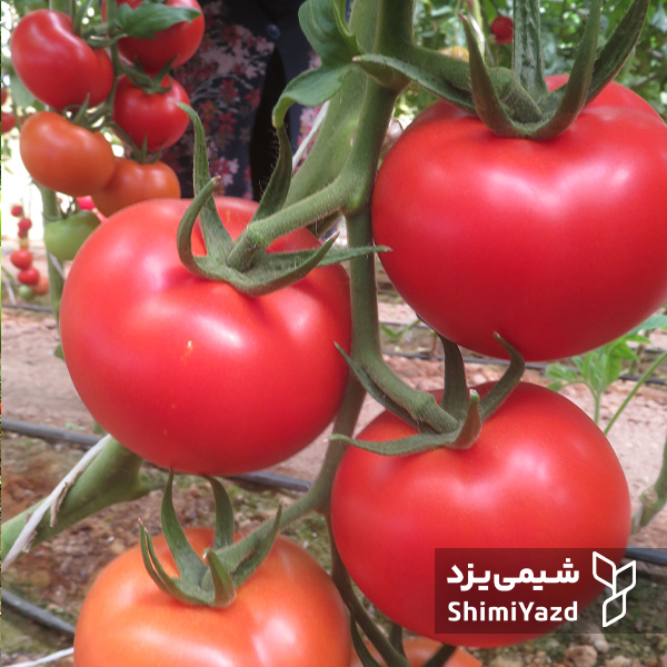 بذر گوجه فرنگی پارمیس
