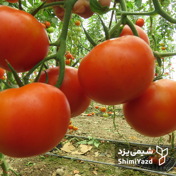 بذر گوجه فرنگی پردیس