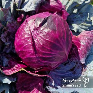 perspolis-cabbage