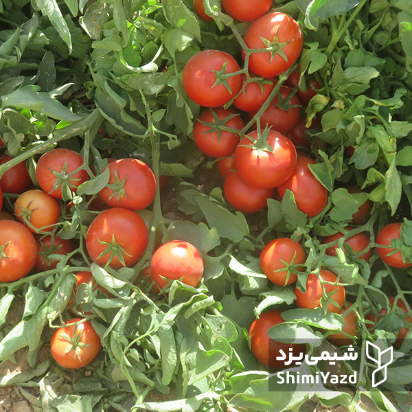بذر گوجه فرنگی کارون